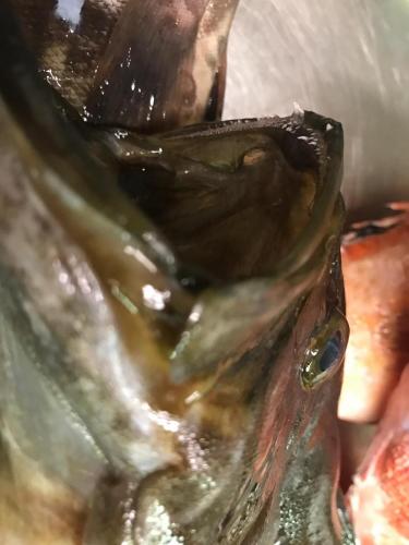 La Dolce Vita in giardino PALERMO (102)