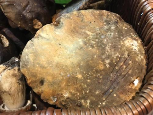 La Dolce Vita in giardino PALERMO (45)