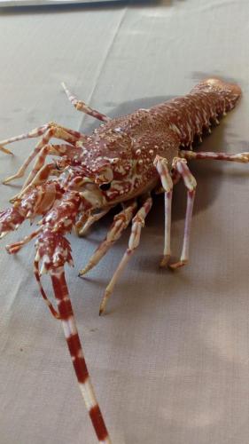 La Dolce Vita in giardino PALERMO (47)