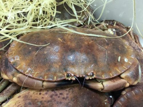 La Dolce Vita in giardino PALERMO (56)